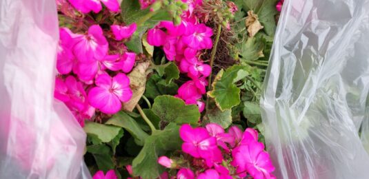 Free flower give away